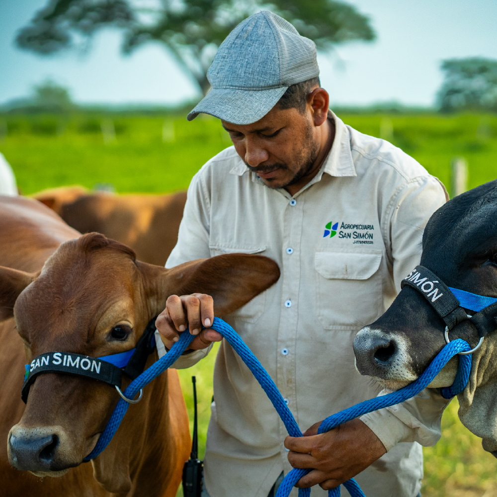 Ganado vacuno de doble propósito en los fundos de Agropecuaria San Simón