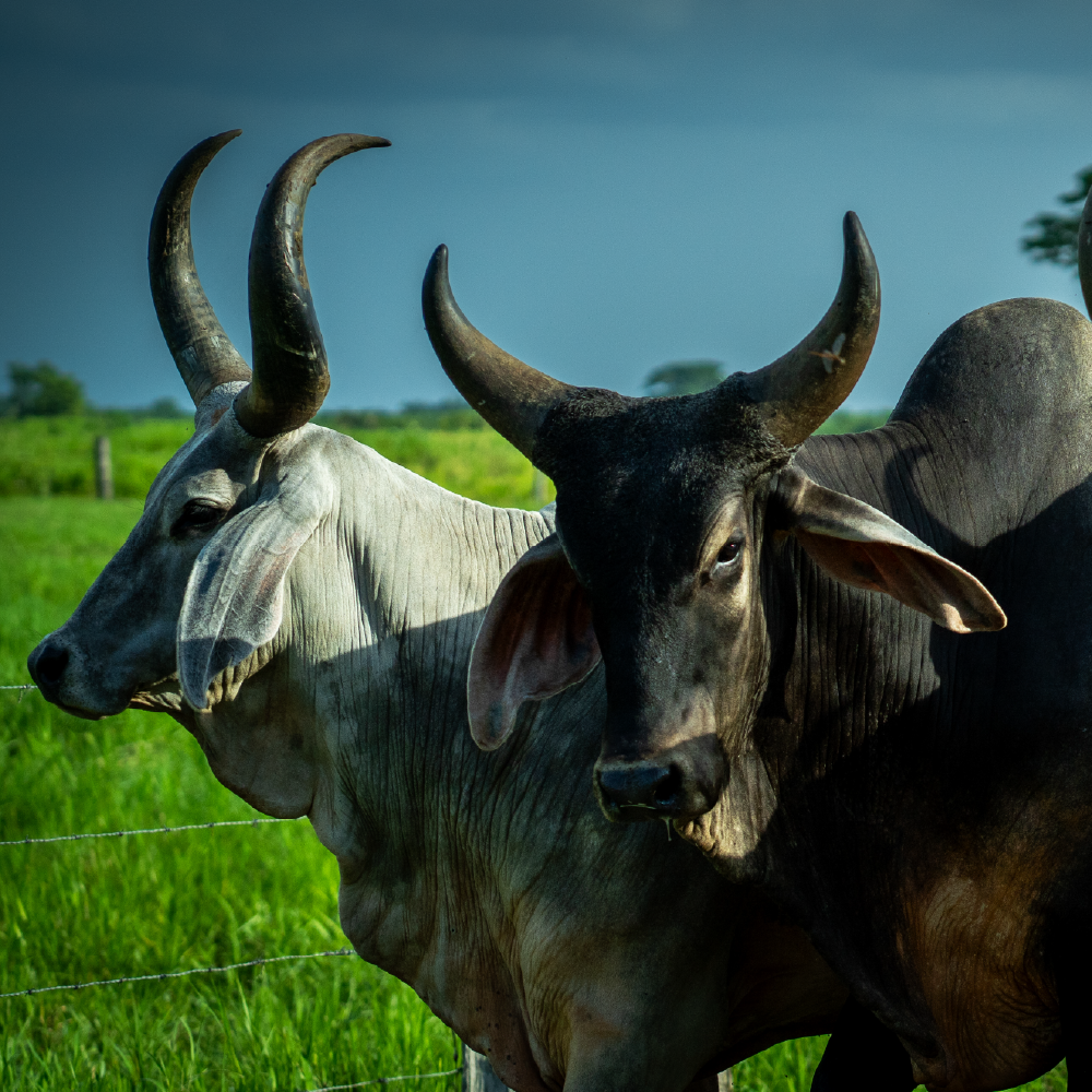 Operaciones ganaderas de Agropecuaria San Simón