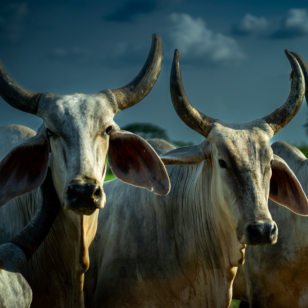 Actividades agrícolas en los fundos de Agropecuaria San Simón
