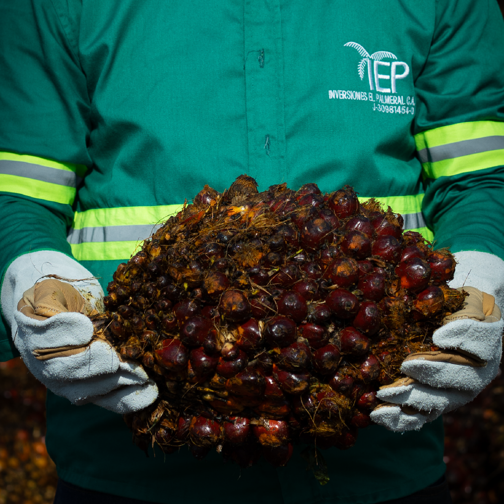 Racimos de fruta fresca de palma aceitera listos para procesamiento