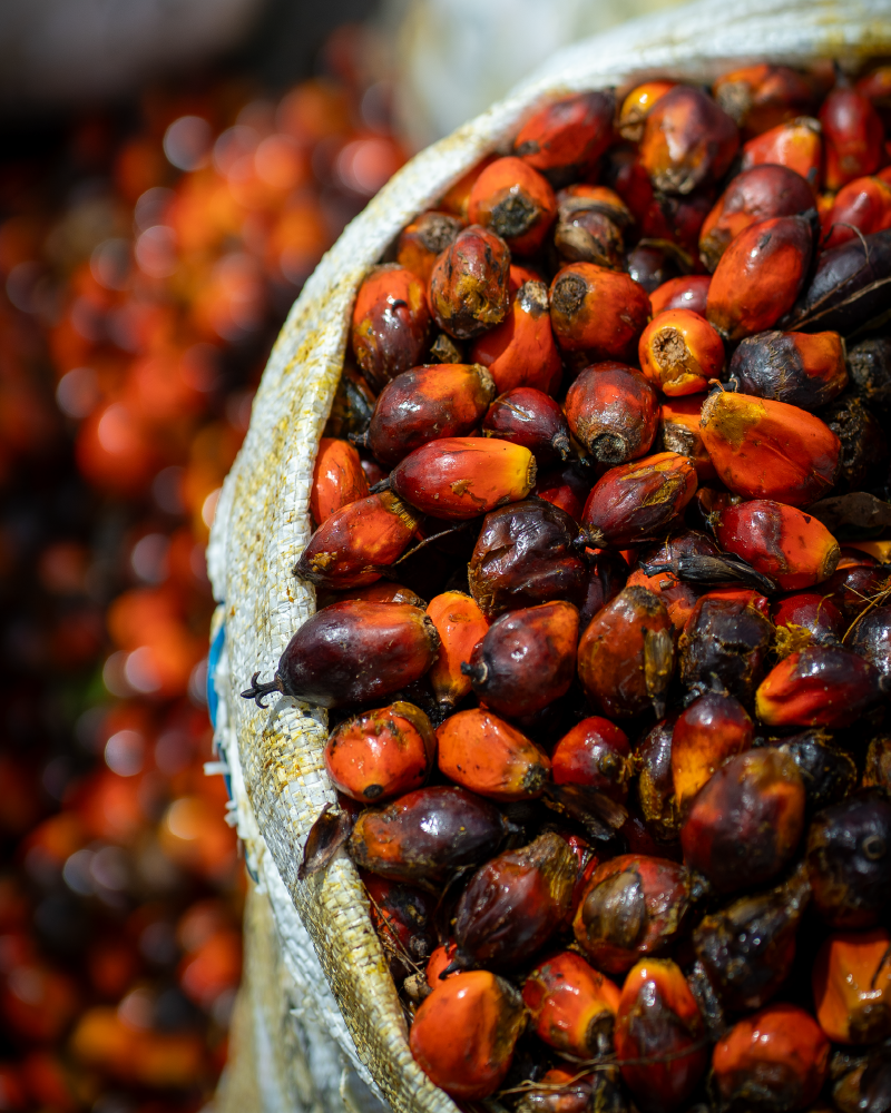 Planta Extractora de Aceite