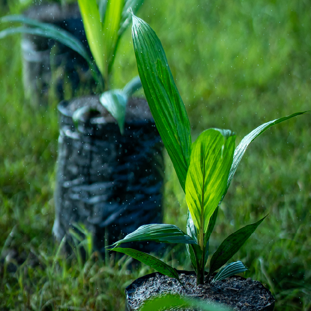 Área de pre vivero con semilla certificada Catatumbo